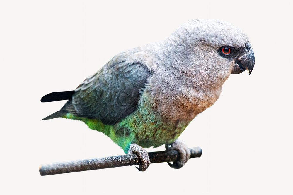 Female red-bellied parrot isolated image