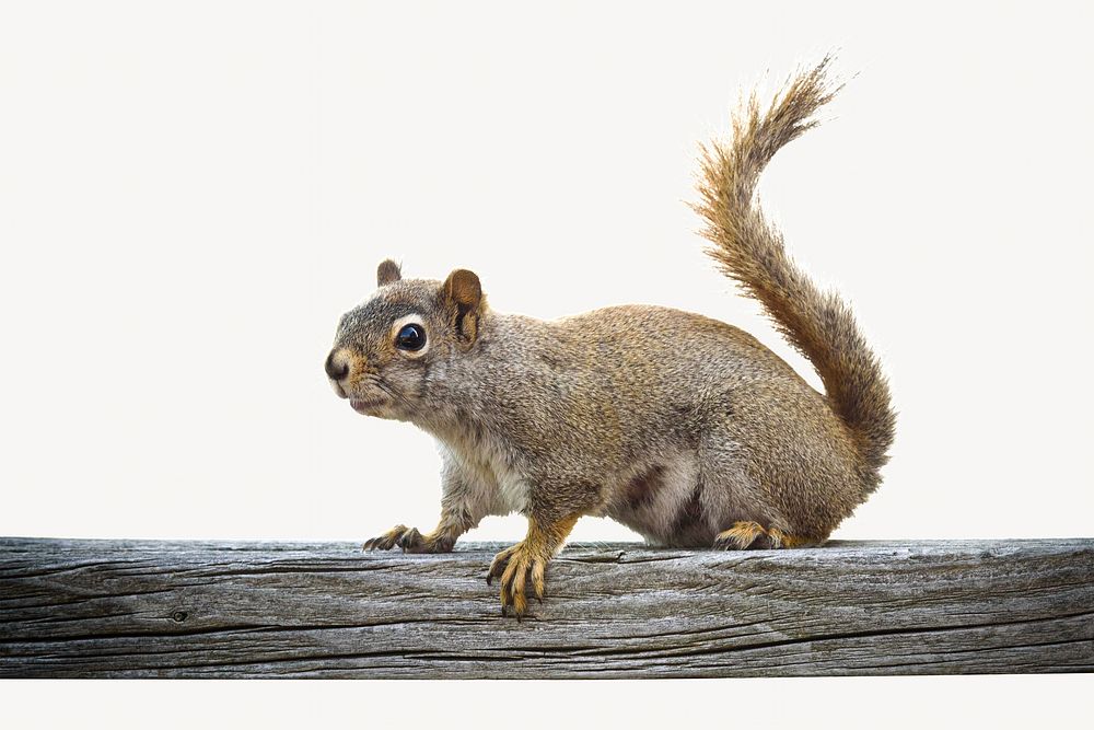 Squirrel isolated image