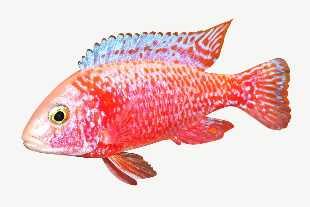 Red sciaenochromis fish close up   collage element psd