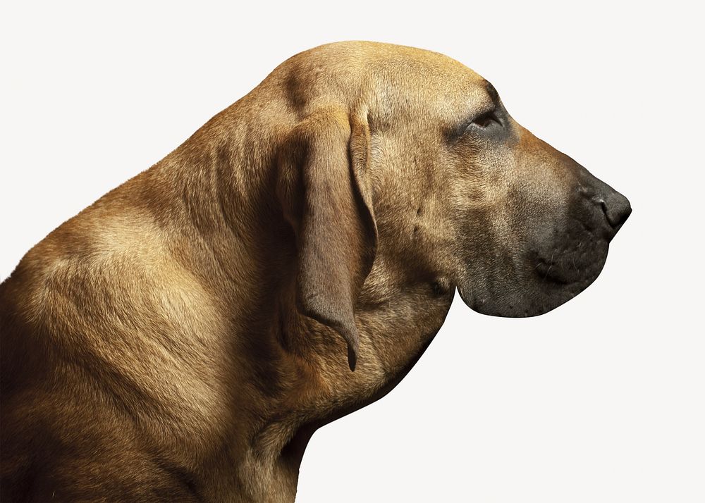 Hound dog isolated image