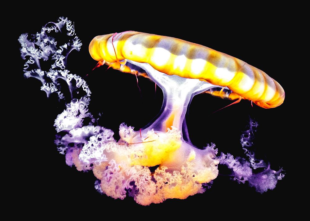 Bright jellyfish floating alone   image