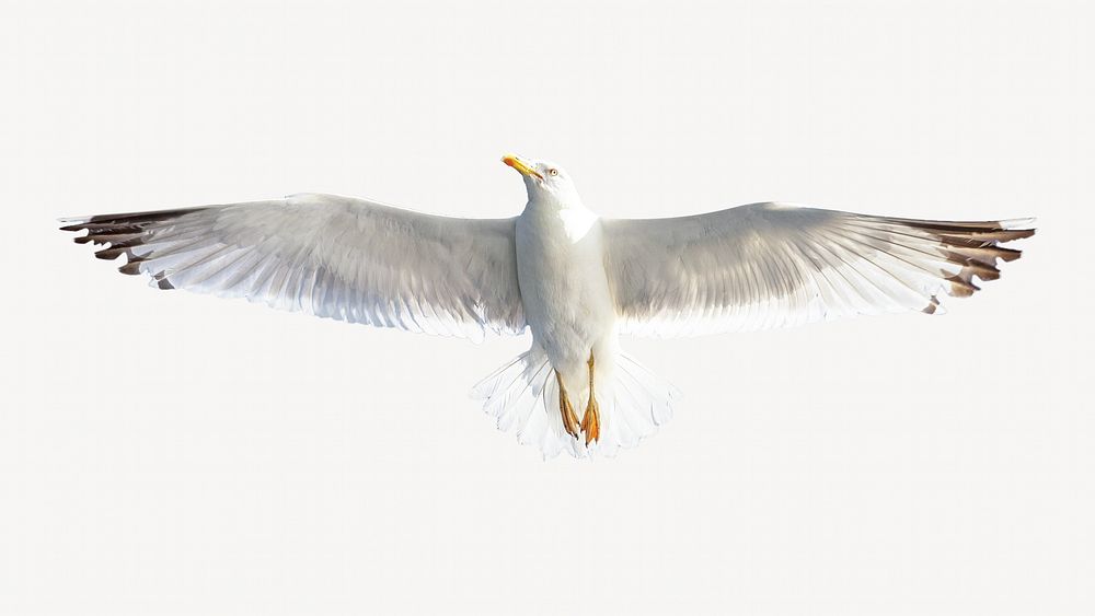 Seagull bird isolated image