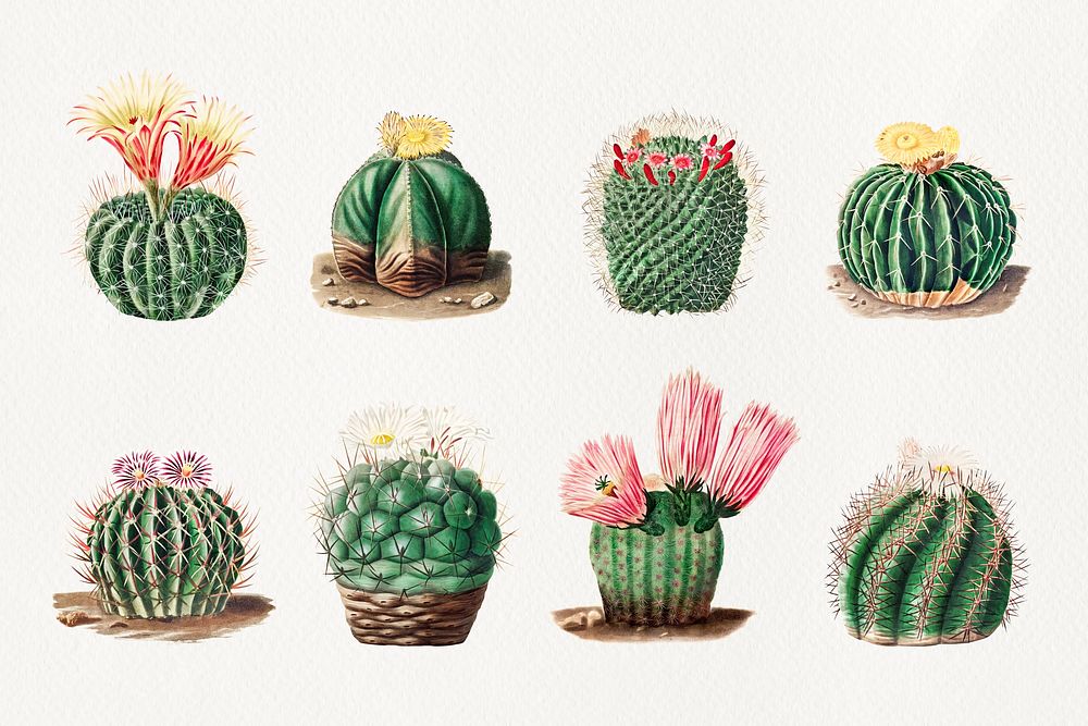 Watercolor cactus illustration set, collage element psd