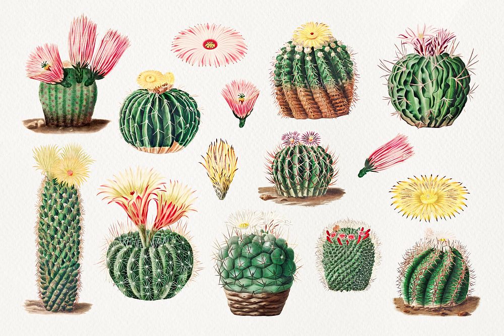 Watercolor cactus illustration set, collage element psd