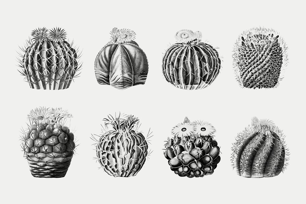 Black & white cactus illustration set, collage element psd