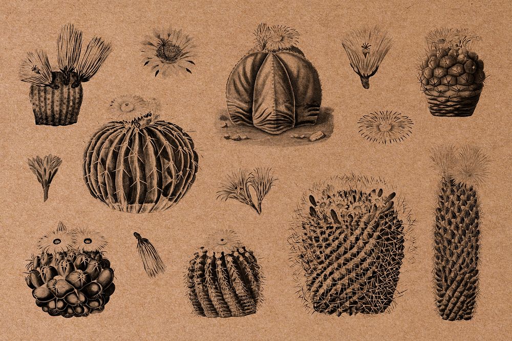Black & white cactus illustration set, collage element psd