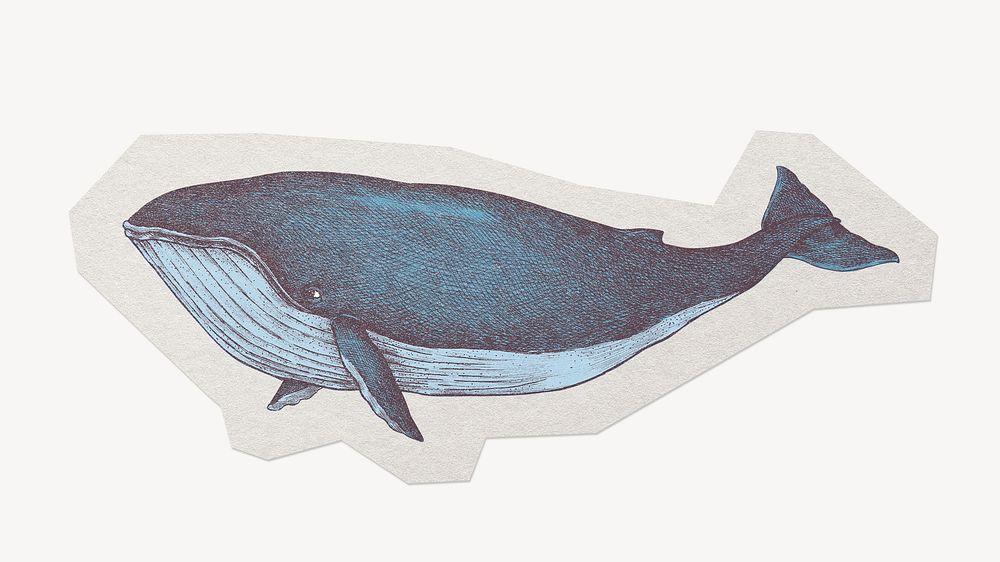 Whale paper element with white border