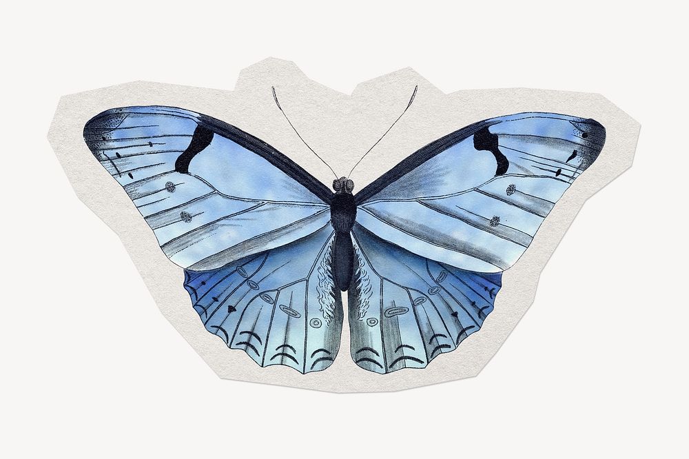 Blue butterfly paper element with white border