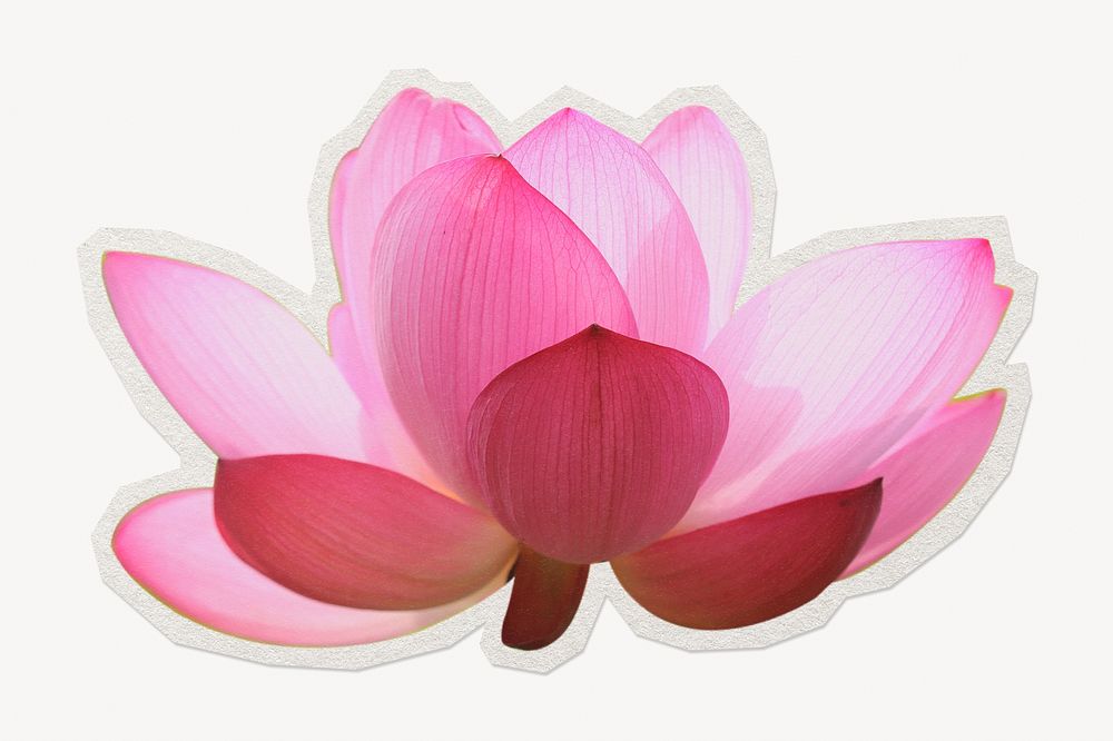 Pink lotus  paper element with white border