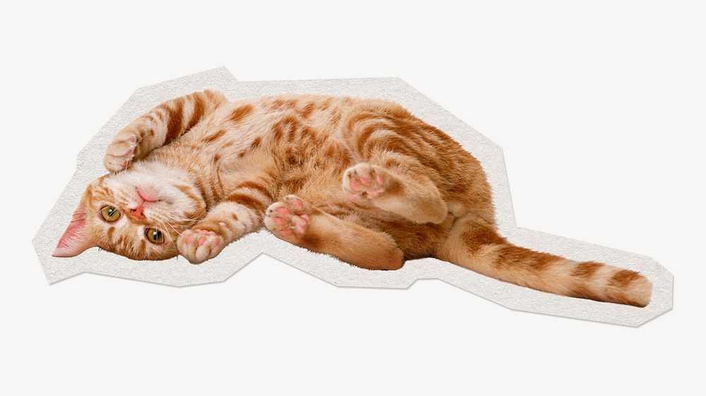 Ginger shorthair cat  paper element with white border