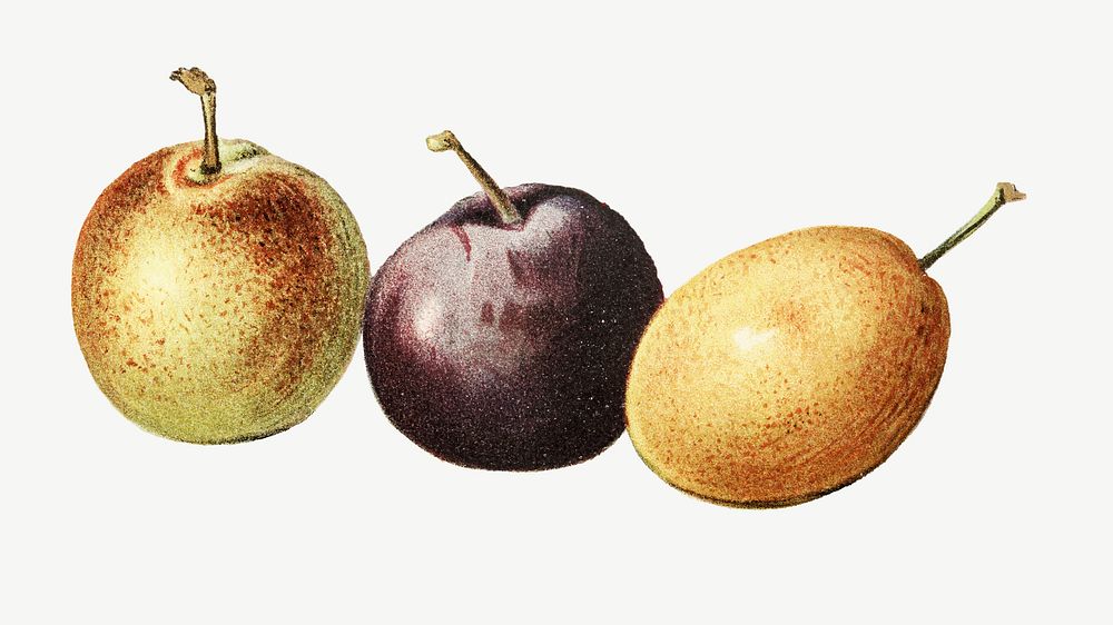 Vintage plum fruit illustration psd