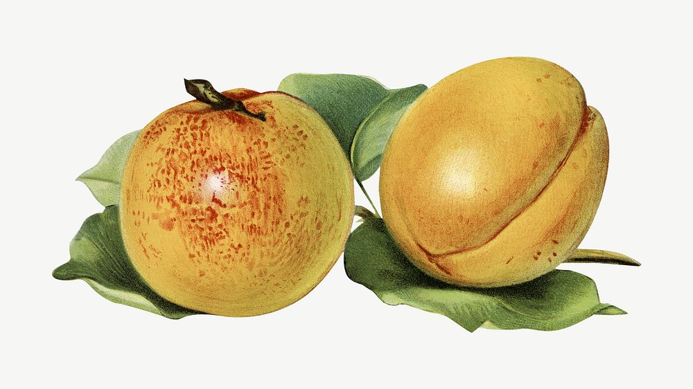 Vintage apricot fruit psd