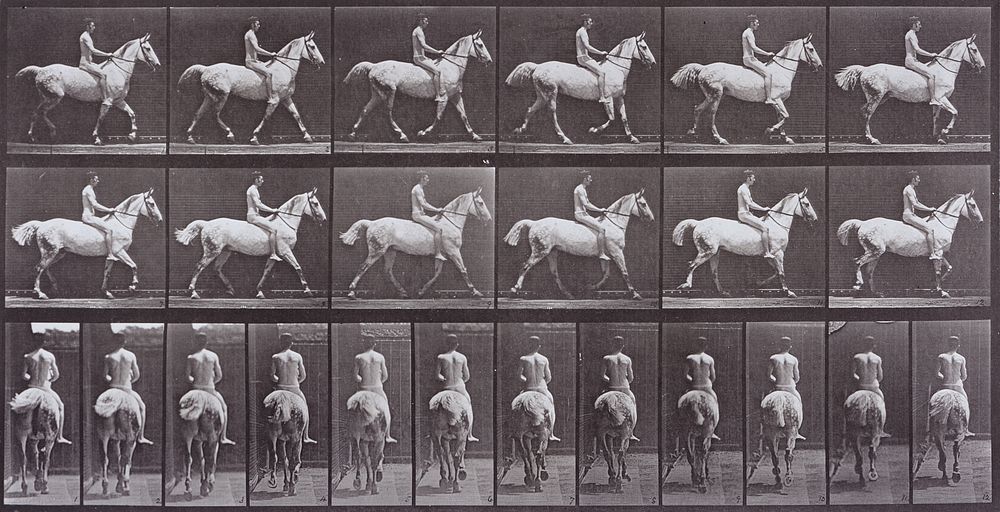 Animal Locomotion by Eadweard Muybridge