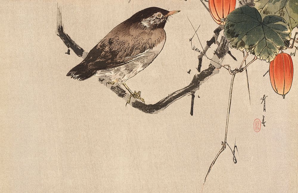 Starling on Japanese Snake Gourd Vine by Watanabe Seitei