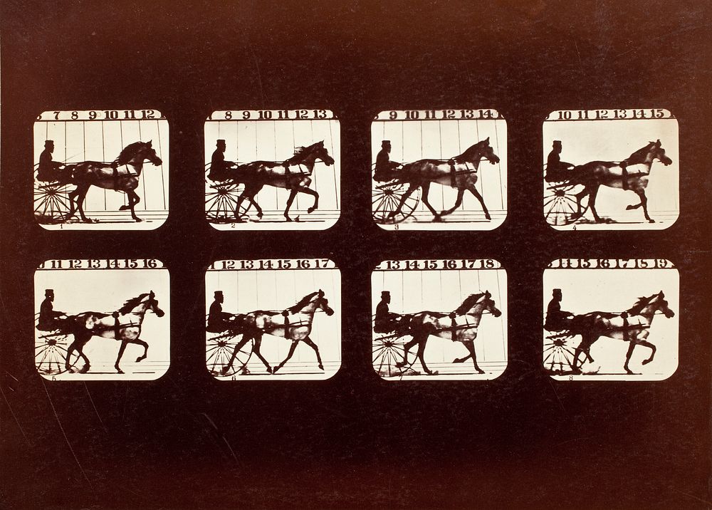 Animal Locomotion  (Man In Horse-Drawn Cart) by Eadweard Muybridge