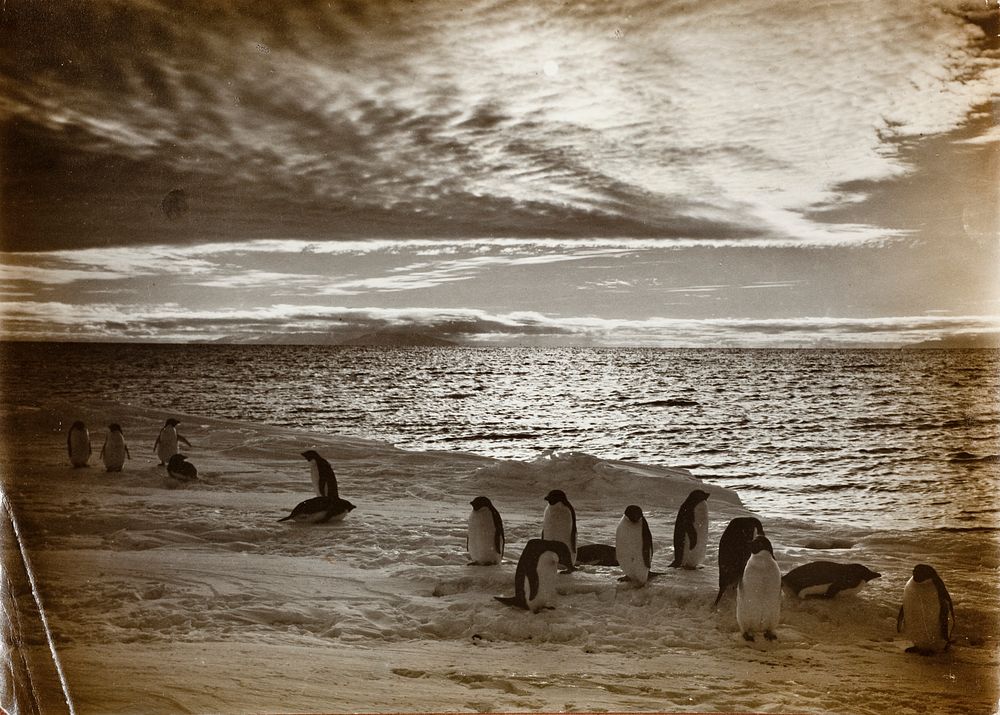 Midnight Sun & Penguins by Herbert G Ponting