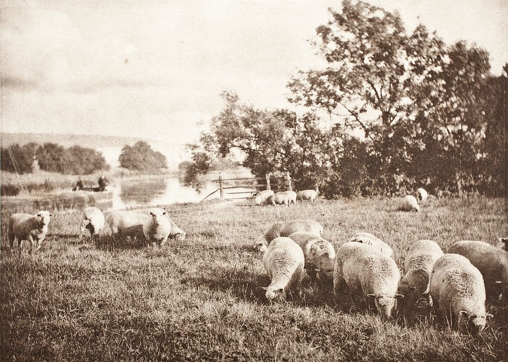 A Study Of Sheep by James Booker Blakemore Wellington
