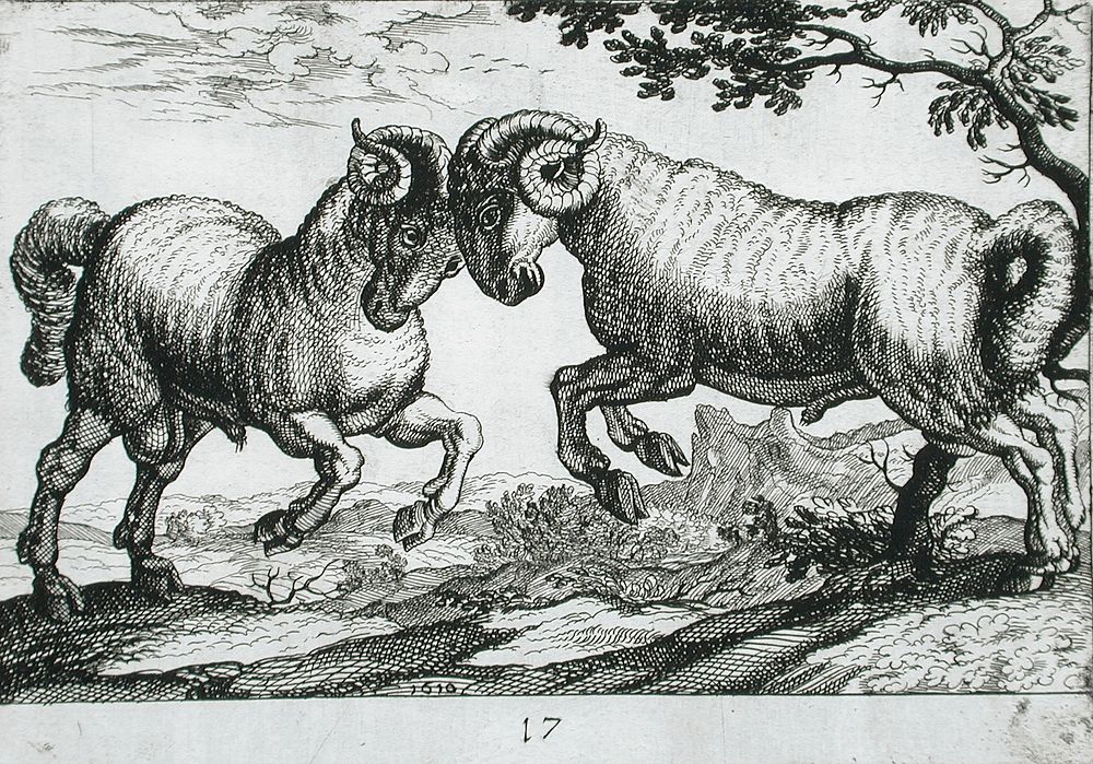Two Rams Fighting by Hendrik Hondius I and Antonio Tempesta