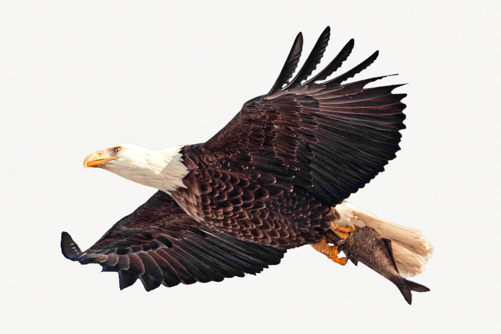 Eagle isolated image