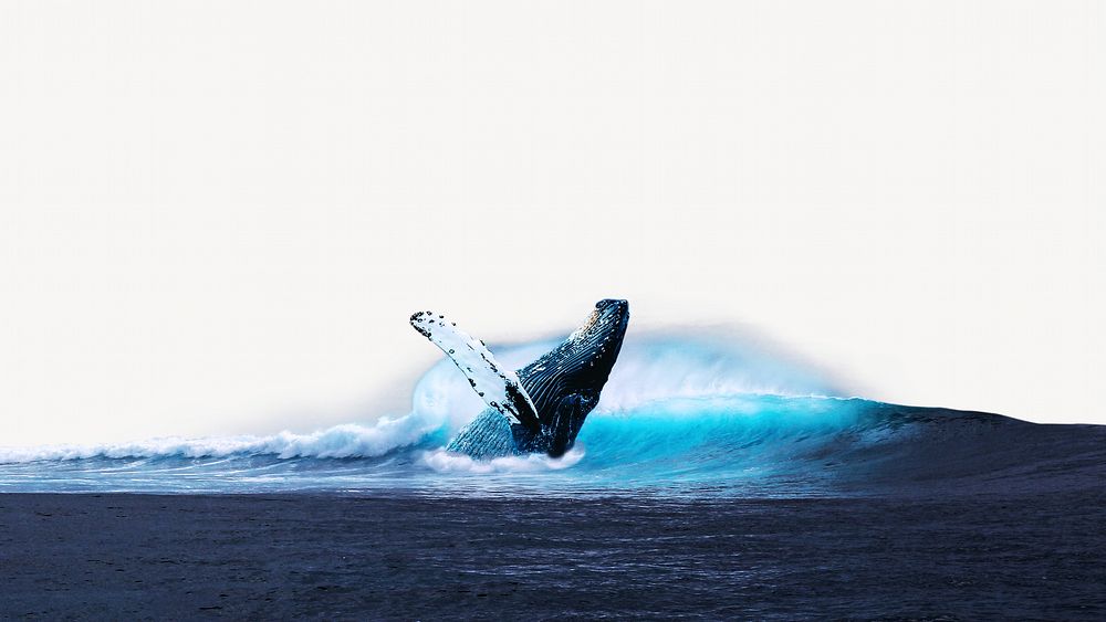 Humpback whale on the ocean image element 