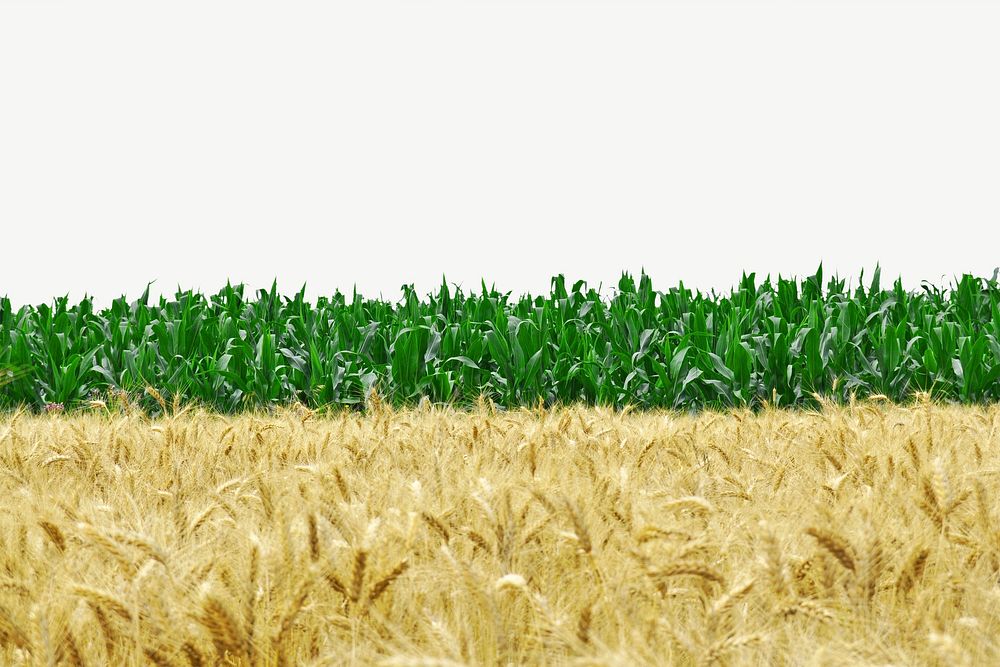 Wheat field collage element psd