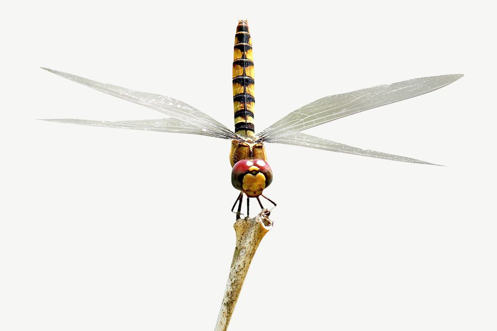 Close up dragonfly on stick collage element psd