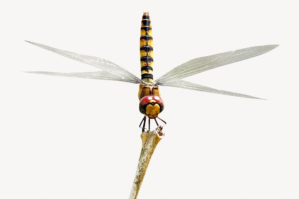 Close up dragonfly on stick isolated image