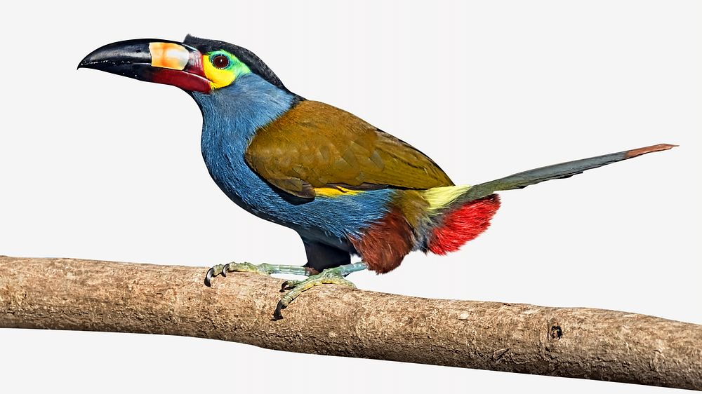 Plate-billed mountain toucan, isolated animal image