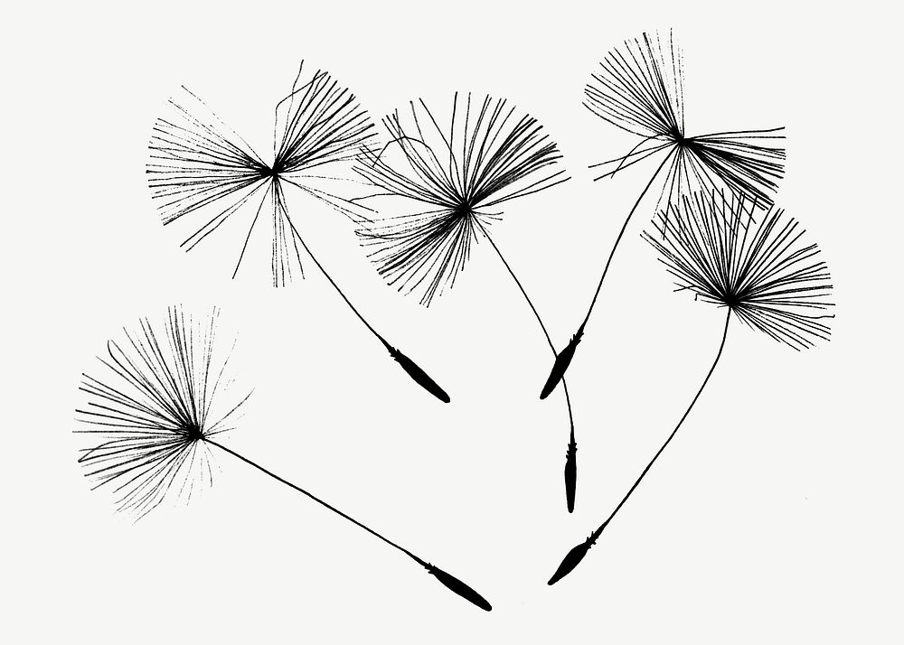Dandelion specks, illustration collage element psd