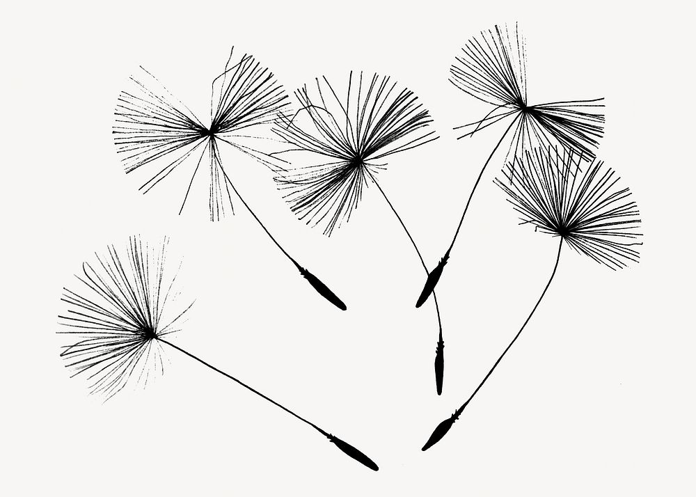 Dandelion specks, illustration isolated image