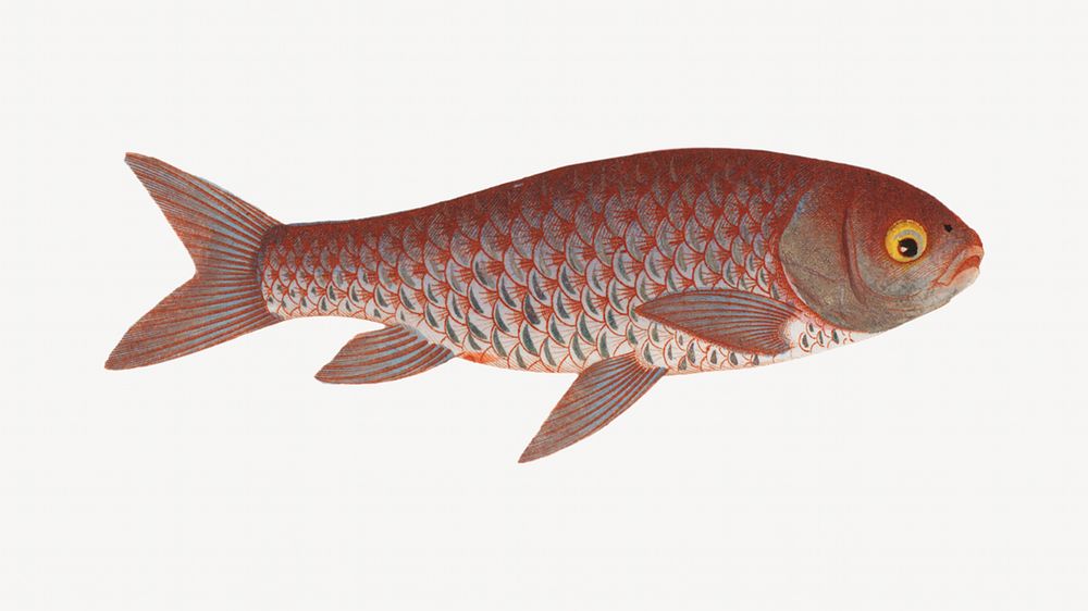 Gold fish vintage illustration