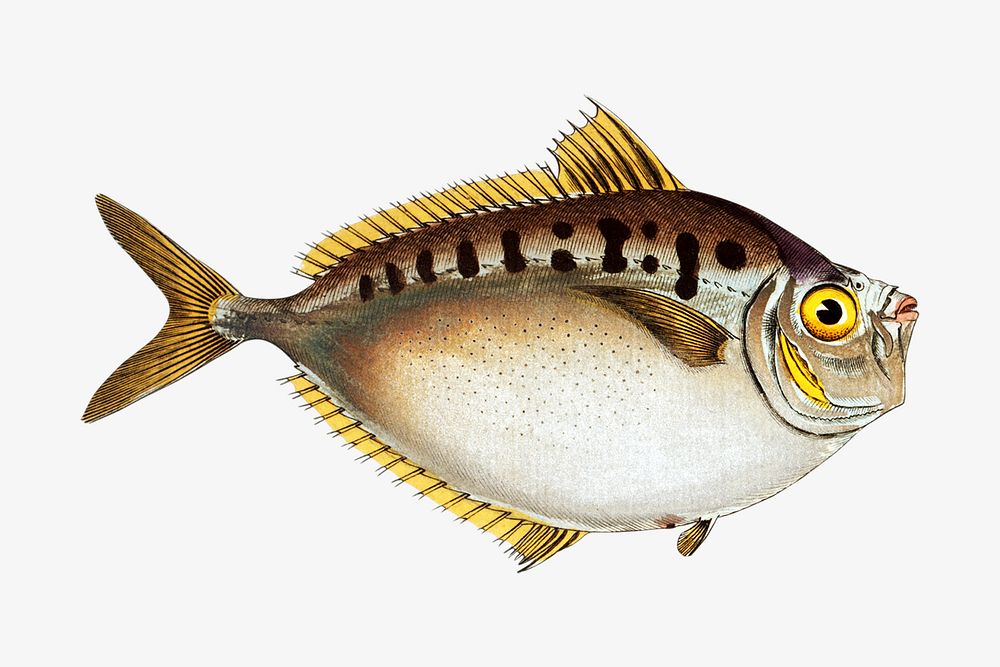 Fish vintage illustration image