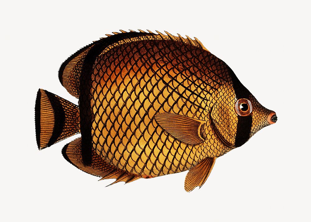 Fish vintage illustration