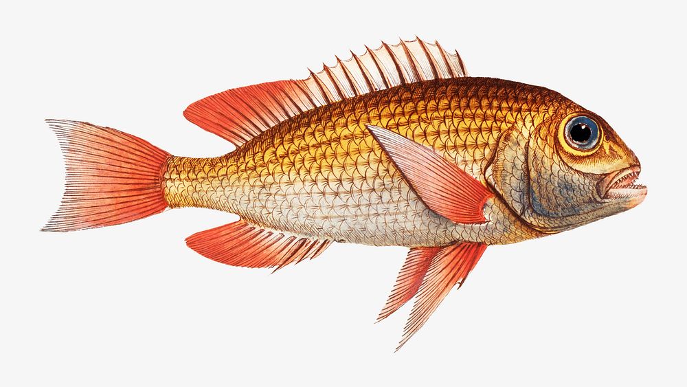 Japanese fish vintage illustration