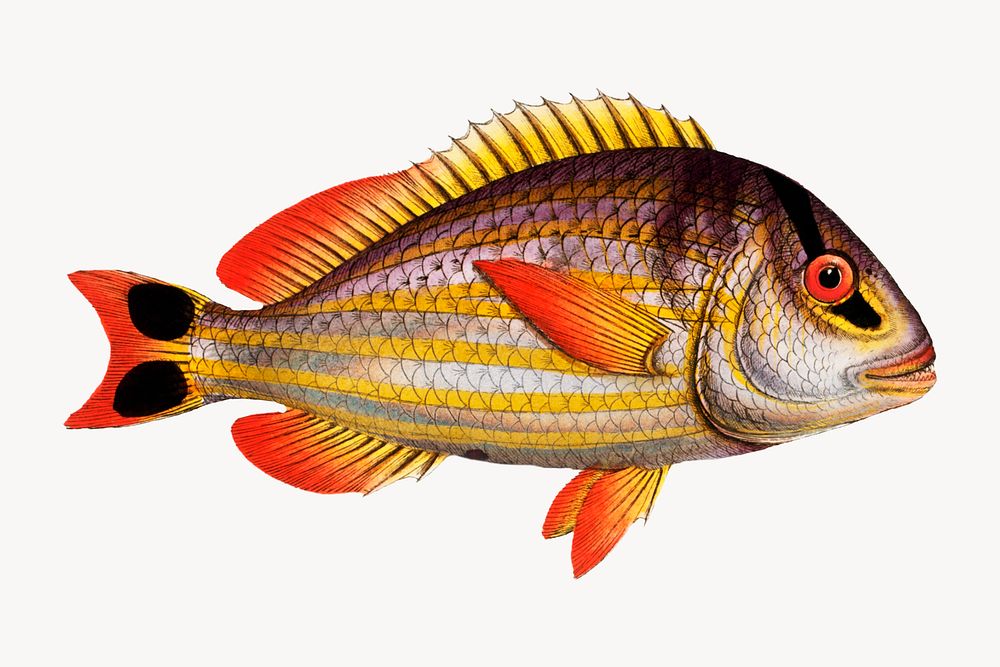 Vintage fish illustration, animal image