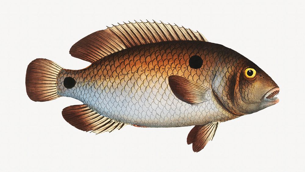 Fish vintage illustration