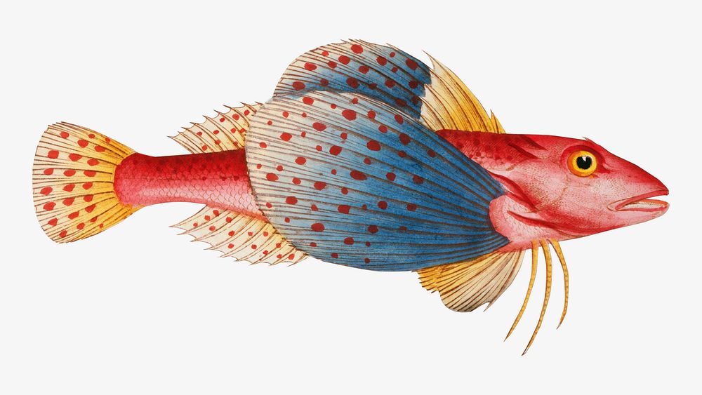 Vintage fish illustration | Premium Photo Illustration - rawpixel