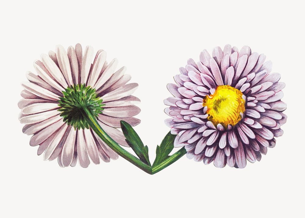 Pastel flower vintage illustration, collage element psd