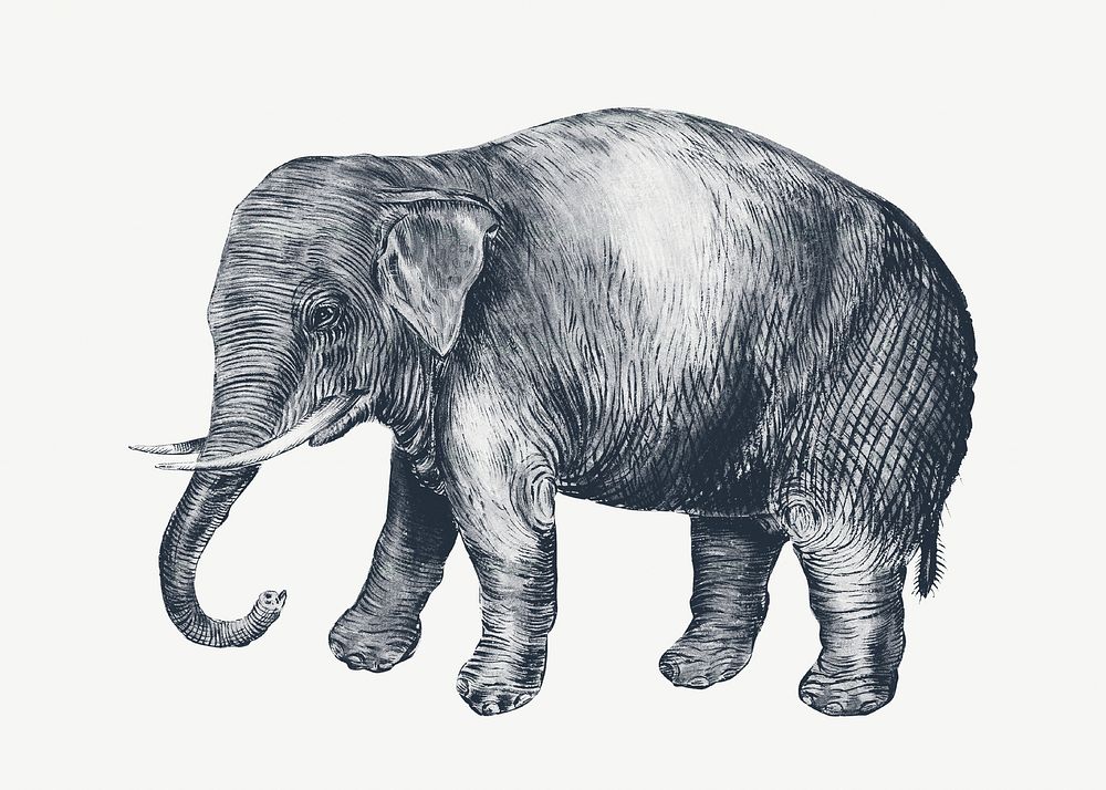 Vintage elephant, animal illustration psd. Remixed by rawpixel. 