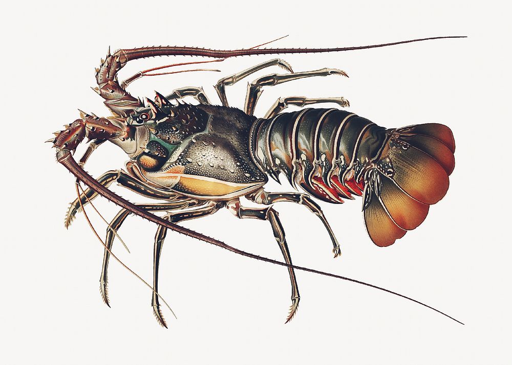 Lobster vintage illustration