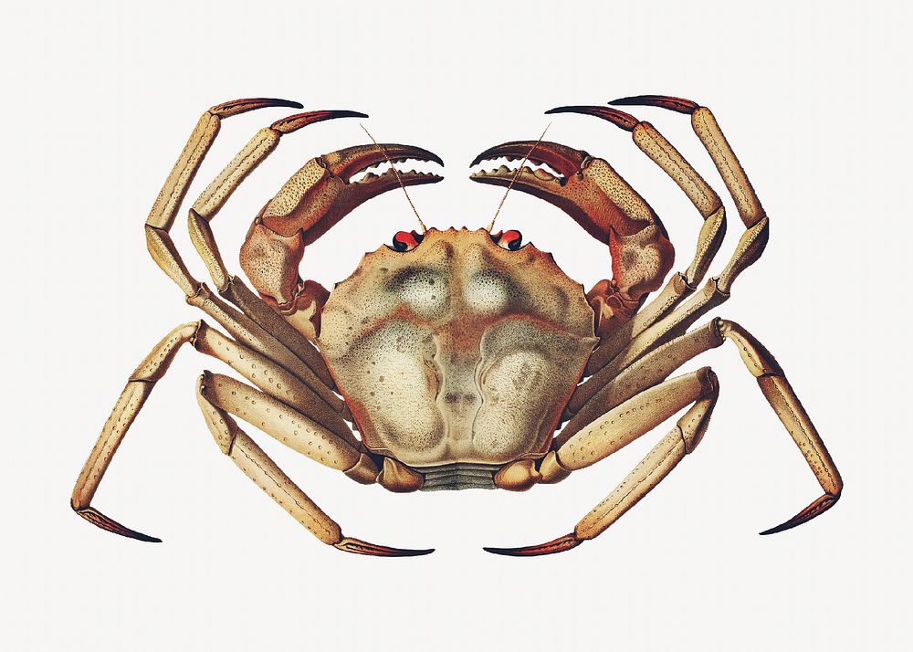 Crab vintage illustration