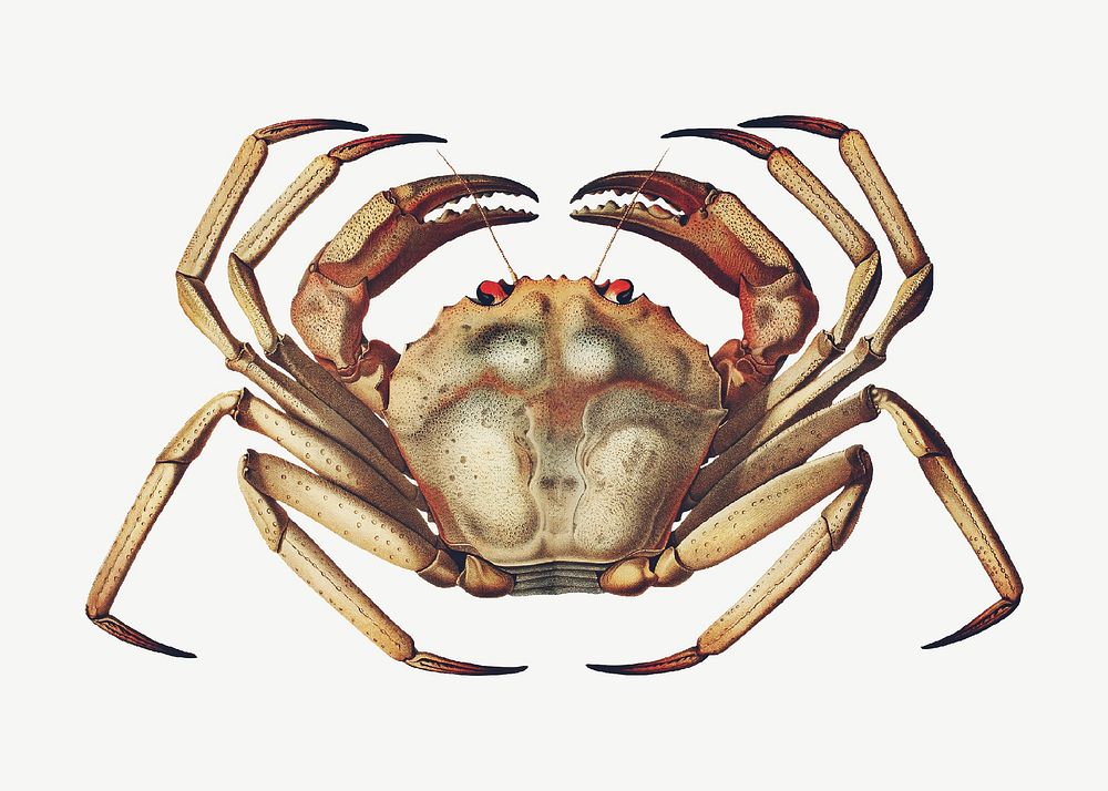 Crab vintage illustration, collage element psd