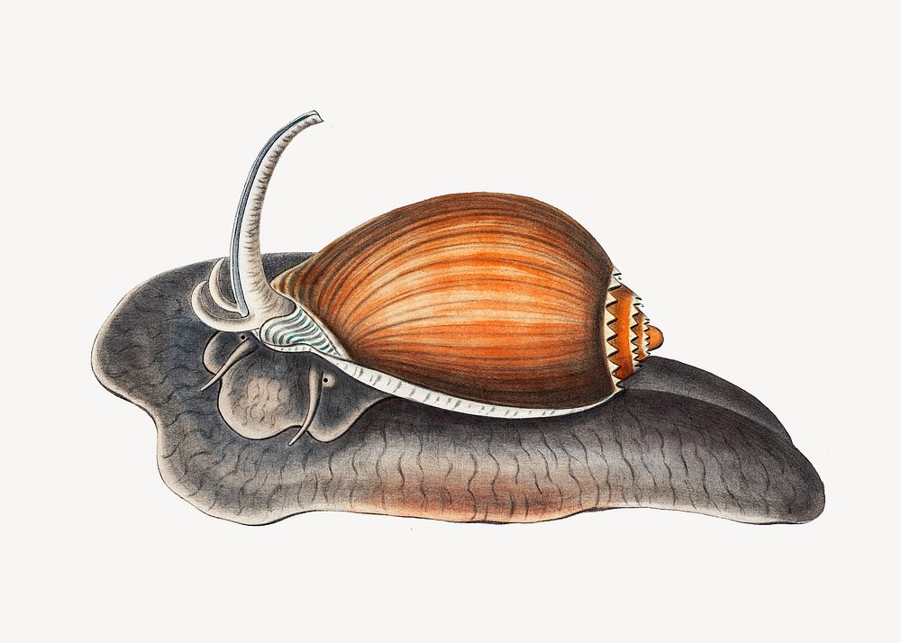 Snail varieties set illustration
