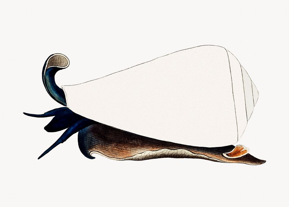 Sea snail vintage illustration