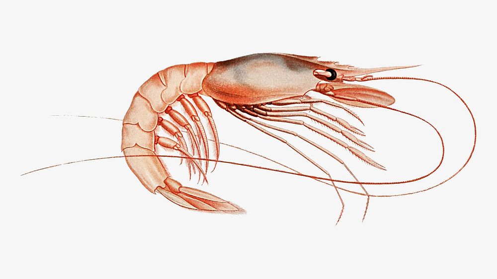 Shrimp vintage illustration