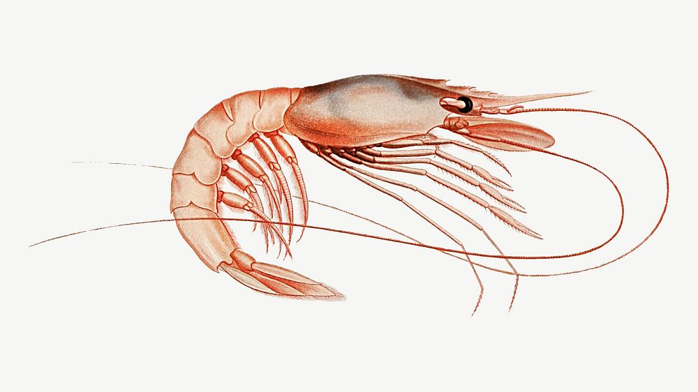 Shrimp vintage illustration, collage element psd