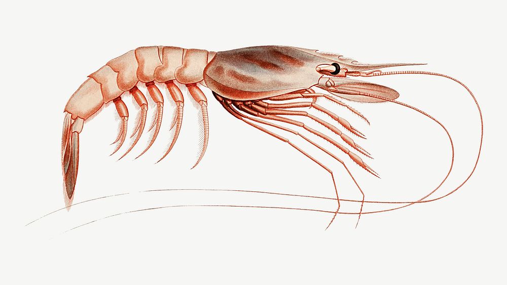 Shrimp varieties set illustration
