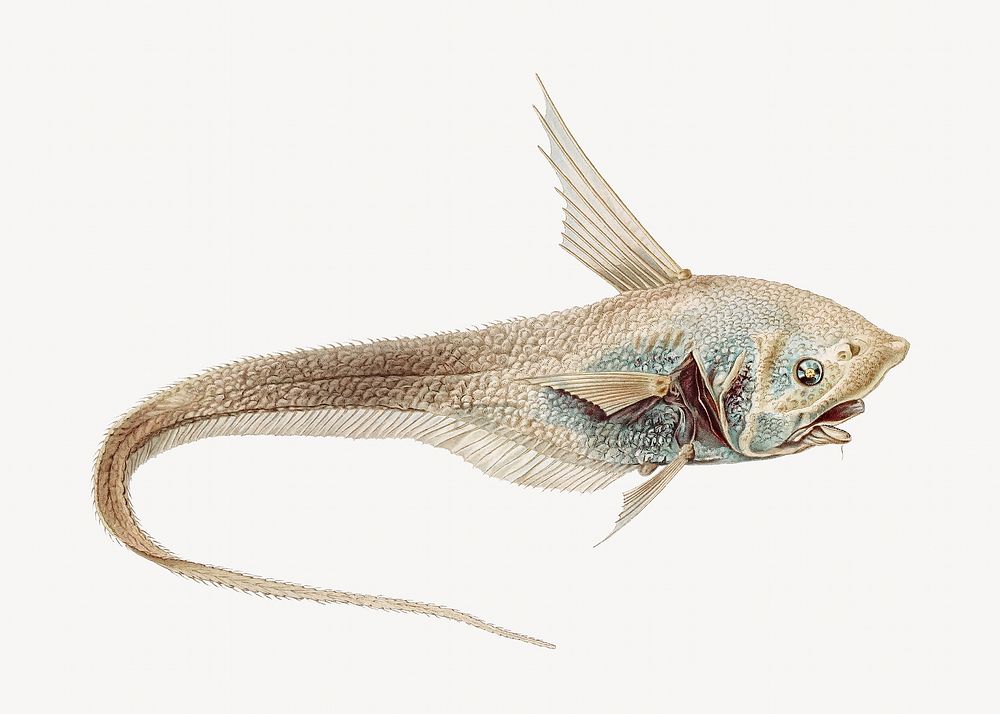 Vintage illustration, fish image