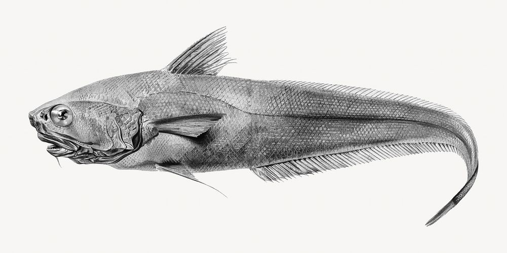 Fish image, vintage illustration, black and white design