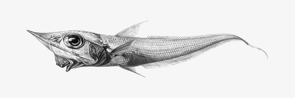 Fish image, vintage illustration, black | Premium Photo - rawpixel